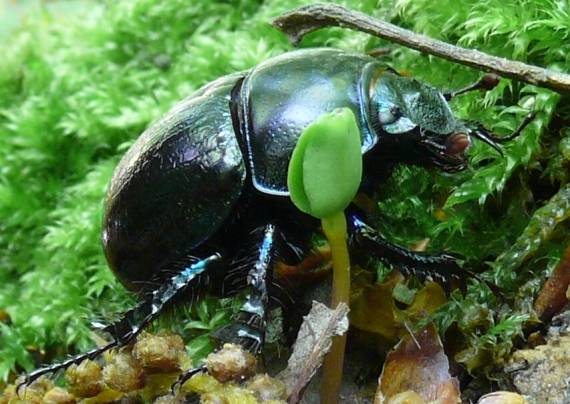 lajniak hladký Trypocopris vernalis