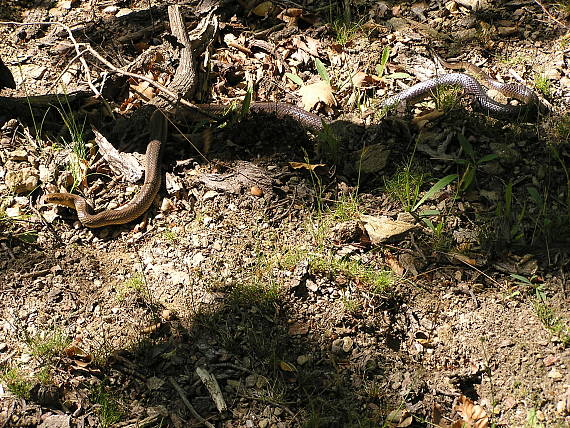 užovka stromová Zamenis longissimus