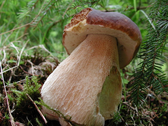 hríb smrekový Boletus edulis Bull.