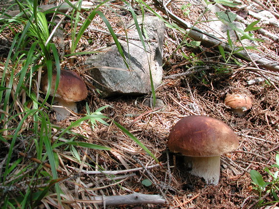 hríb smrekový Boletus edulis Bull.