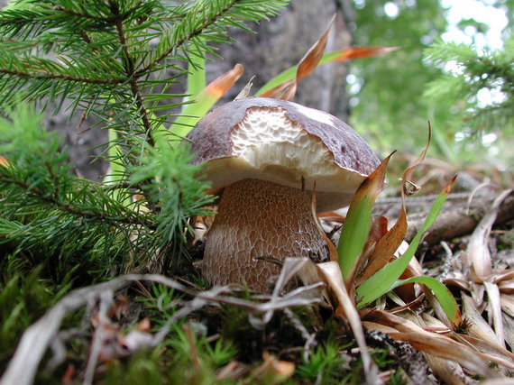 hríb Boletus sp.