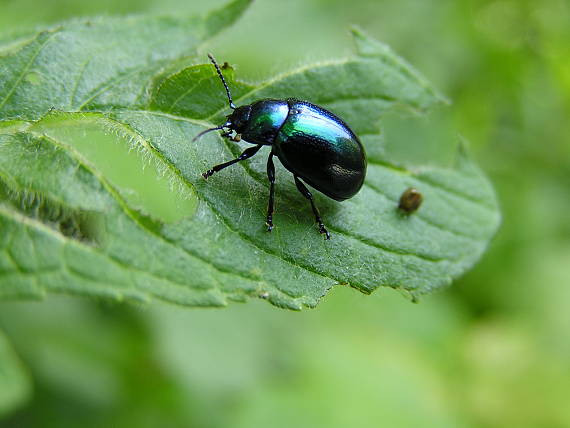 liskavka Chrysomela