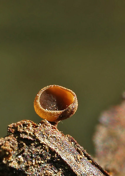 jahňadka hrdzavá Ciboria rufofusca (O. Weberb.) Sacc.