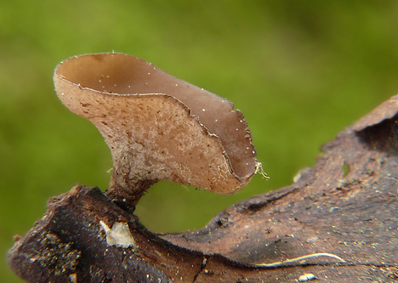 jahňadka hrdzavá Ciboria rufofusca (O. Weberb.) Sacc.