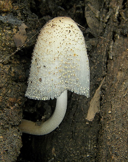 hnojnik Coprinus sp.