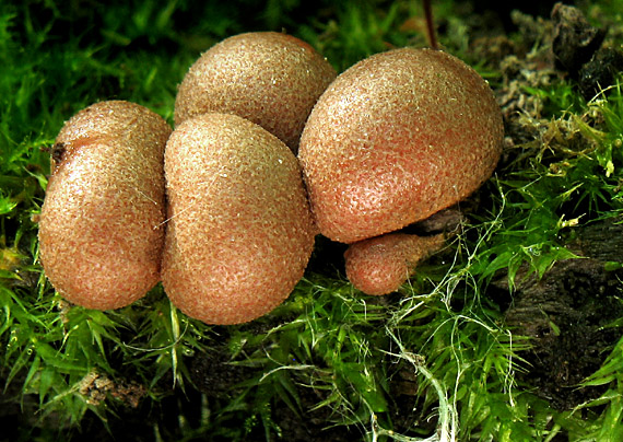 vlčinka červená Lycogala epidendrum (J.C. Buxb. ex L.) Fr.