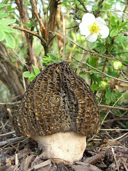 smrčok pražský Morchella pragensis Smotl.