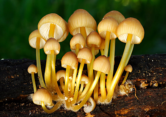 prilbička žltohlúbiková Mycena renati Quél.