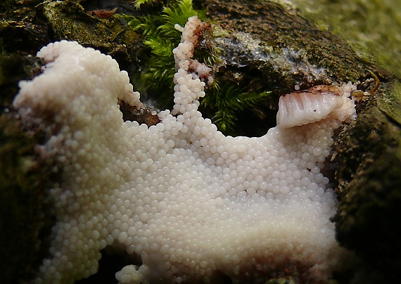 slizovka Myxomycetes