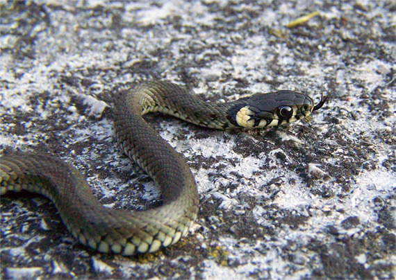 užovka obojková Natrix natrix