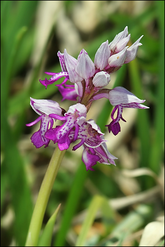 vstavač vojenský Orchis militaris L.