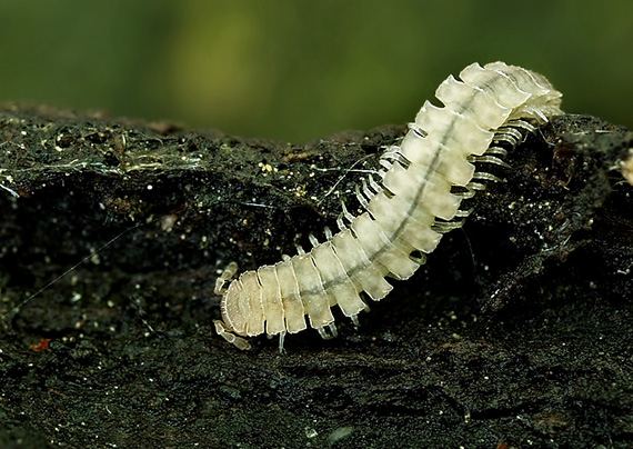 plochuľa Polydesmus