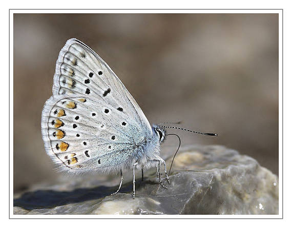 modráčik obyčajný Polyommatus icarus