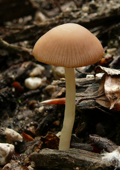 drobuľka Psathyrella sp.