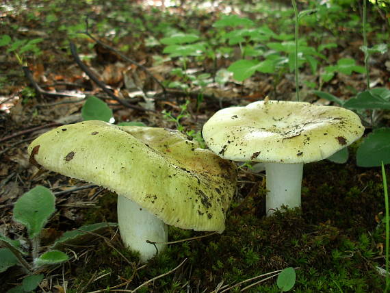 plávka modrastá Russula cyanoxantha (Schaeff.) Fr.