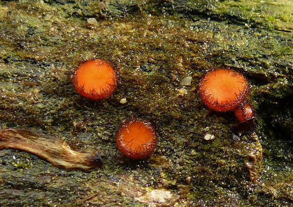 štítovnička Scutellinia sp.