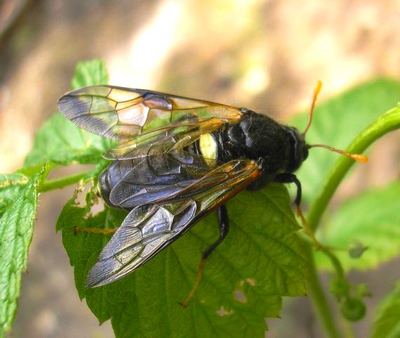 kyjačka Cimbex femoratus