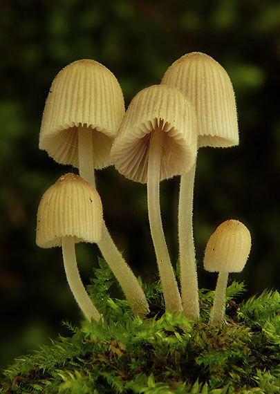 hnojník rozsiaty Coprinellus disseminatus (Pers.) J.E. Lange