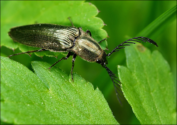 kováčik zelený Corymbites (Ctenicera) pectinicornis