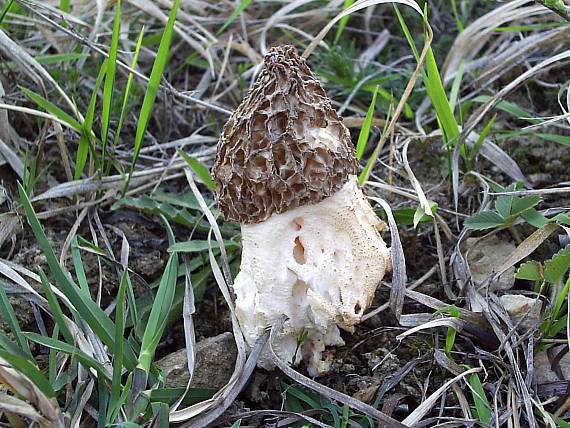 smrčok hrubohlúbikový Morchella crassipes (Vent.) Pers.