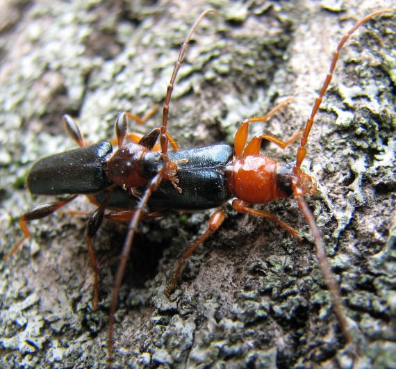 bogariky fúzaté Phymatodes testaceus