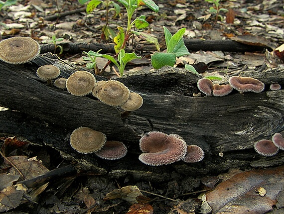 trúdnik plástovitý a Huzevnatec chlpaty Polyporus arcularius, Lentinus strigosus