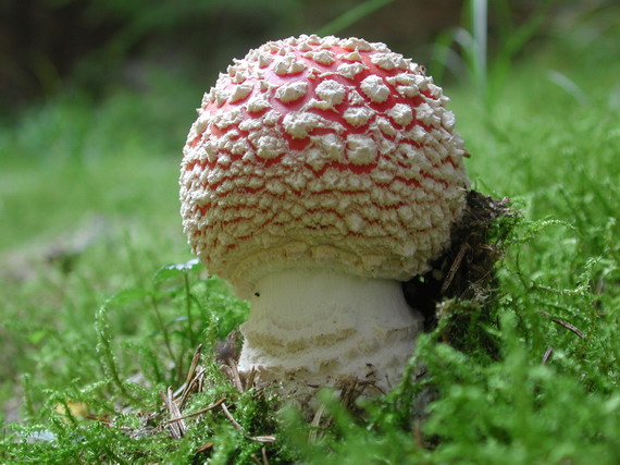 muchotrávka červená Amanita muscaria (L.) Lam.