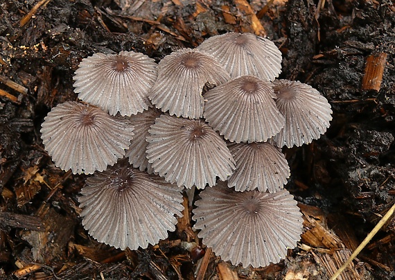 hnojník hranatovýtrusný Coprinellus marculentus (Britzelm.) Redhead, Vilgalys & Moncalvo