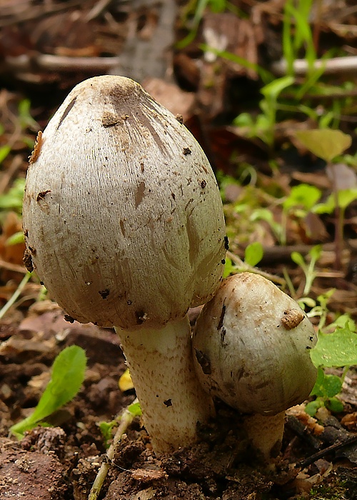 hnojník atramentový Coprinopsis atramentaria (Bull.) Redhead, Vilgalys & Moncalvo