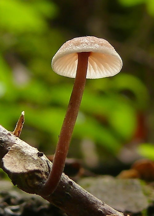 tanečnica orešcová ? Marasmius scorodonius?