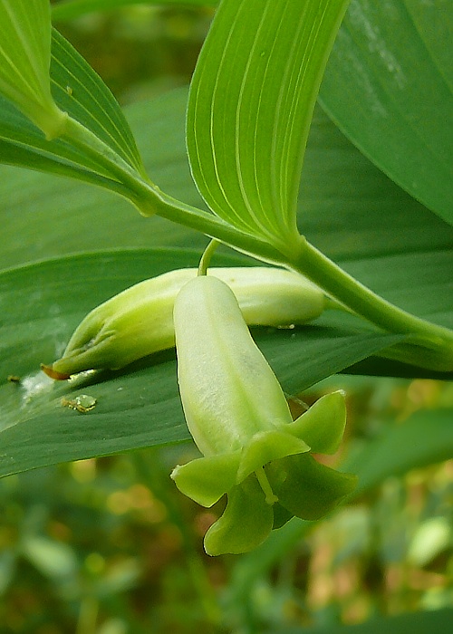 kokorík voňavý Polygonatum odoratum (Mill.) Druce