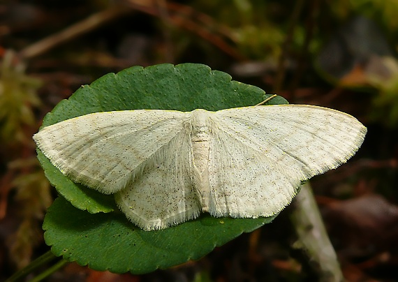 piadica marinková Scopula floslactata