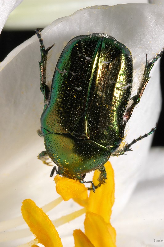 zlatoň obyčajný (Cetonia aurata)