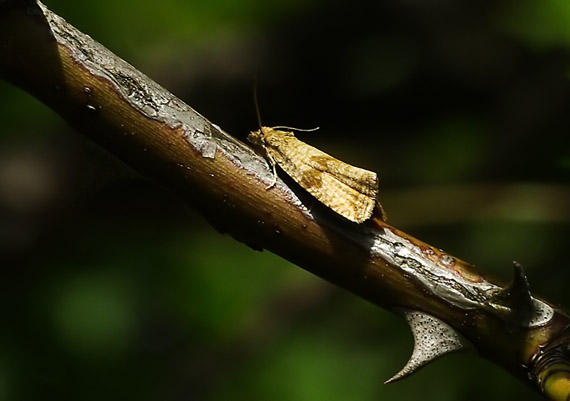 obaľovač púpavový Celypha striana