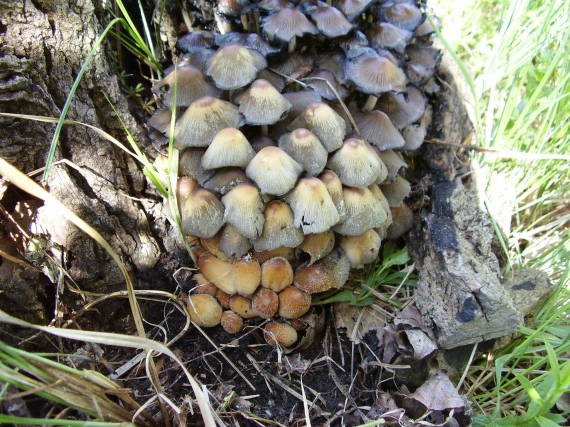 hnojník ligotavý Coprinellus micaceus (Bull.) Vilgalys, Hopple & Jacq. Johnson