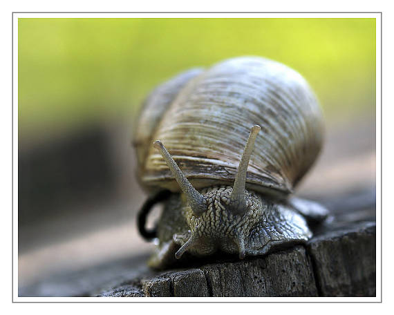 slimák záhradný Helix pomatia