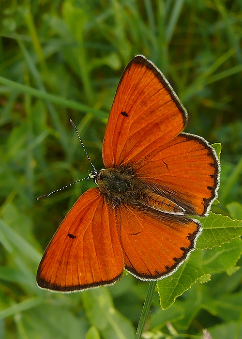 ohniváčik veľký Lycaena dispar