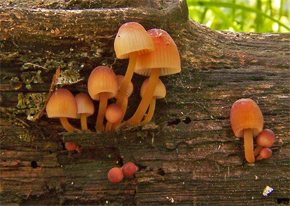 prilbička žltohlúbiková Mycena renati Quél.