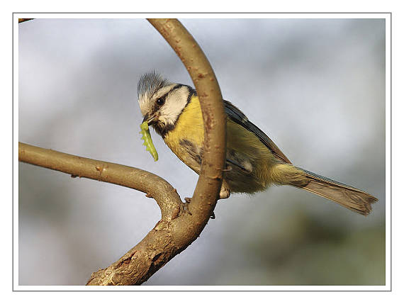 sýkorka belasá Parus caeruleus