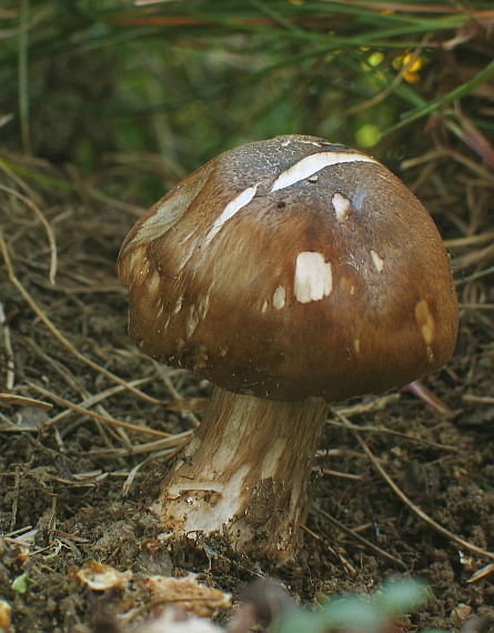 štítovka jelenia Pluteus cervinus (Schaeff.) P. Kumm.