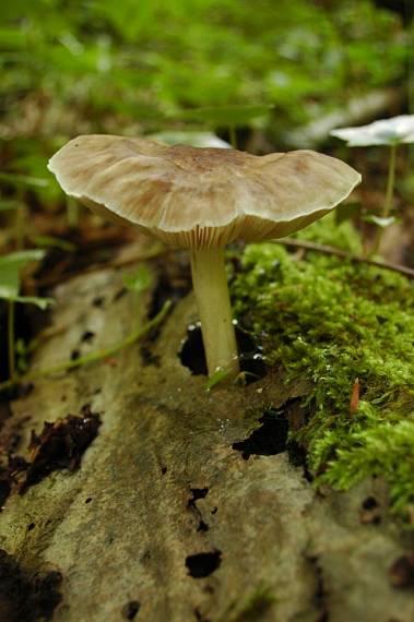 štítovka Pluteus sp.