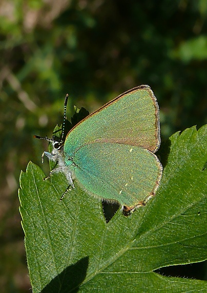 ostrôžkár černicový Callophrys rubi