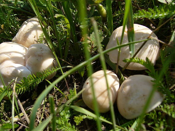 čírovnica májová Calocybe gambosa (Fr.) Donk