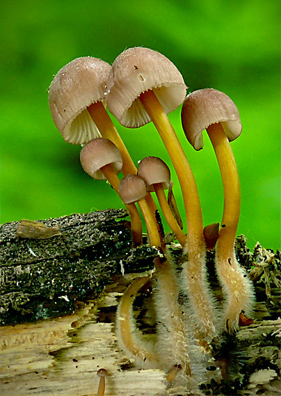 prilbička žltohlúbiková Mycena renati Quél.