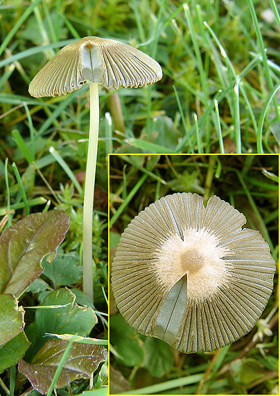 hnojník ozdobný Parasola plicatilis (Curtis) Redhead, Vilgalys & Hopple