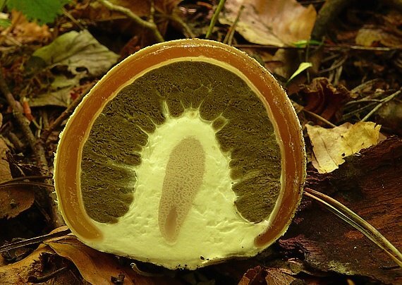 hadovka smradľavá Phallus impudicus L.