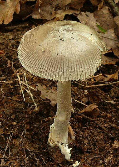 muchotrávka pošvatá Amanita vaginata (Bull.) Lam.