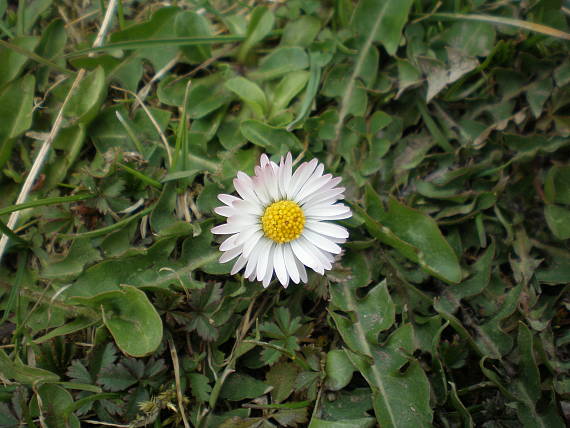 sedmokráska obyčajná Bellis perennis L.