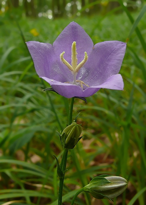 zvonček broskyňolistý Campanula persicifolia L.