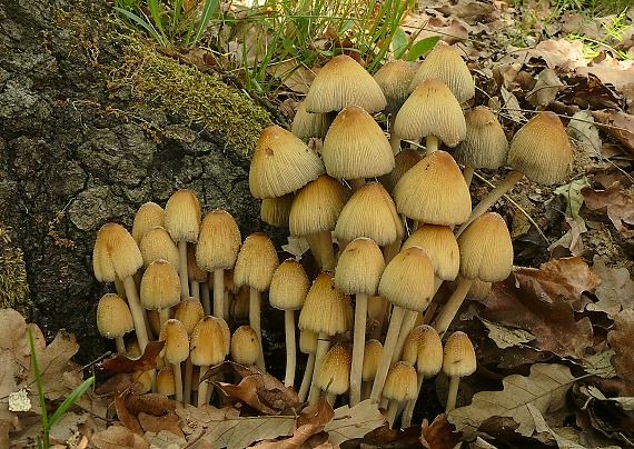 hnojník ligotavý Coprinellus micaceus (Bull.) Vilgalys, Hopple & Jacq. Johnson